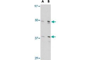 Western blot analysis of FEZ2 in NIH/3T3 cell lysate with FEZ2 polyclonal antibody  at (A) 0. (FEZ2 Antikörper  (Internal Region))