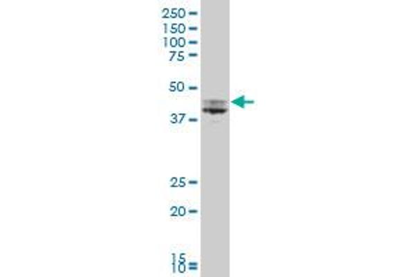 USP12 antibody  (AA 69-168)