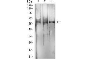 Western Blotting (WB) image for anti-RNA Binding Protein, Fox-1 Homolog 3 (RBFOX3) (AA 1-140) antibody (ABIN5542704)