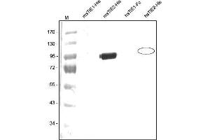 Western analysis of recombinant Human and Mouse sTIE-1 and sTIE-2 with a Polyclonal antibody directed against Mouse recombinant sTIE-2. (TEK Antikörper  (AA 23-737))