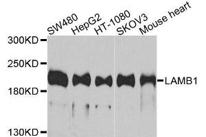 Western blot analysis of extracts of various cell lines, using LAMB1 antibody (ABIN6003559) at 1/1000 dilution. (Laminin beta 1 Antikörper)