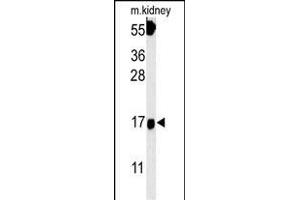 FGFBP3 Antibody (C-term) (ABIN651816 and ABIN2840409) western blot analysis in mouse kidney tissue lysates (15 μg/lane).