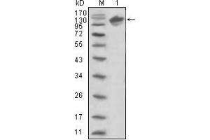 Western blot analysis using ERBB3 mouse mAb against human ERBB3 (aa22-369)-hIgGFc trasfected HEK293 cell lysate (1).