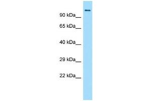 Host:  Rabbit  Target Name:  Brd4  Sample Type:  Rat Small Intestine lysates  Antibody Dilution:  1. (BRD4 Antikörper  (N-Term))