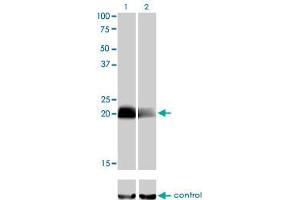 Western blot analysis of CITED1 over-expressed 293 cell line, cotransfected with CITED1 Validated Chimera RNAi (Lane 2) or non-transfected control (Lane 1). (CITED1 Antikörper  (AA 94-193))