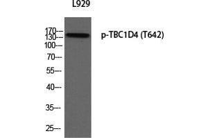 Western Blot (WB) analysis of L929 using p-TBC1D4 (T642) antibody. (TBC1D4 Antikörper  (pThr642))
