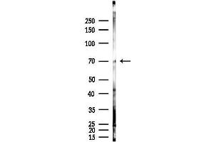 anti-Zinc Finger and BTB Domain Containing 7C (ZBTB7C) antibody