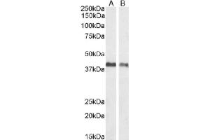 Western Blot using anti-EpCAM antibody HEA125. (Rekombinanter EpCAM Antikörper)