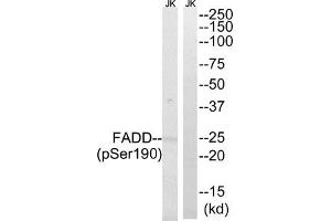 Western blot analysis of extracts from Jurkat cells treated with PMA using FADD (Phospho-Ser190) Antibody. (FADD Antikörper  (pSer191))