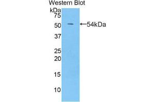 Western Blotting (WB) image for anti-Pregnancy Zone Protein (PZP) (AA 1251-1500) antibody (ABIN1860390) (PZP Antikörper  (AA 1251-1500))