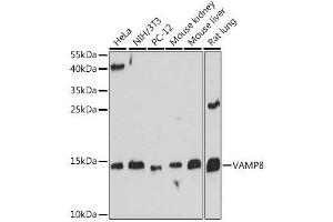 Western blot analysis of extracts of various cell lines, using VAMP8 antibody. (VAMP8 Antikörper  (AA 1-75))