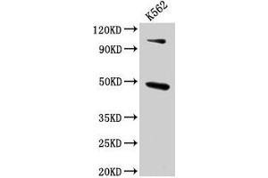 Western Blot Positive WB detected in: K562 whole cell lysate All lanes: ARRB1 antibody at 4. (beta Arrestin 1 Antikörper  (AA 1-260))