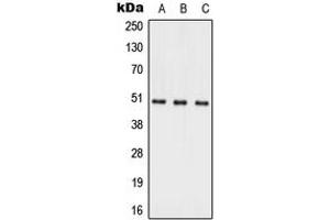 Western blot analysis of ACER1 expression in HepG2 (A), Raw264. (ACER1 Antikörper  (Center))