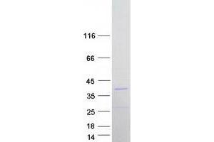 Validation with Western Blot (MINPP1 Protein (Transcript Variant 2) (Myc-DYKDDDDK Tag))