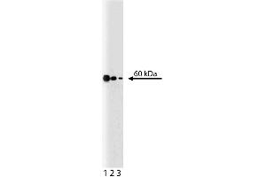 Western blot analysis of p54 [nrb] on a Jurkat lysate. (NONO Antikörper  (AA 368-471))