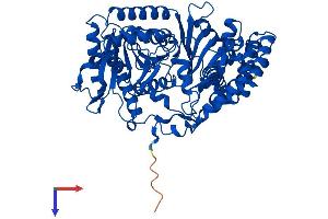 CROT Protein (AA 1-612) (His tag)
