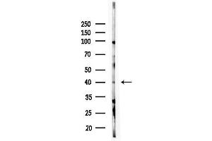 Western blot analysis of lysates from HepG2 cells(LPS,4h treatment), using BORG5 Antibody at 1/1000 dilution.
