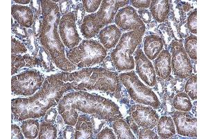 IHC-P Image HAGH antibody [N2C3] detects HAGH protein at mitochondria on mouse kidney by immunohistochemical analysis.