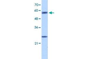 Western Blot analysis of HepG2 cell lysate with CPNE1 polyclonal antibody  at 5 ug/mL working concentration.