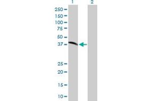 Western Blot analysis of XRCC3 expression in transfected 293T cell line by XRCC3 MaxPab polyclonal antibody.