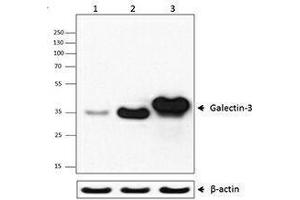 Western Blotting (WB) image for anti-Galectin 3 (LGALS3) (AA 151-251) antibody (ABIN2665255) (Galectin 3 Antikörper  (AA 151-251))