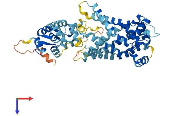 SLC25A24 Protein (AA 1-477) (His tag)