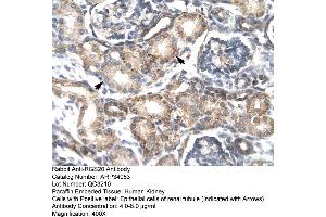 Human kidney (RGS20 Antikörper  (Middle Region))