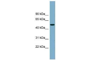 PRSS16 antibody used at 1 ug/ml to detect target protein.