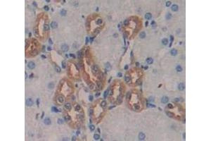 IHC-P analysis of Mouse Tissue, with DAB staining. (Renin Antikörper  (AA 110-221))
