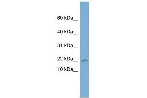 PTGES3 antibody used at 1 ug/ml to detect target protein. (PTGES3 Antikörper)
