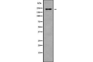 Western blot analysis of PTPRB using HuvEc whole cell lysates