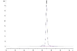 The purity of Human Transthyretin/Prealbumin is greater than 95 % as determined by SEC-HPLC. (TTR Protein (AA 21-147) (His tag))