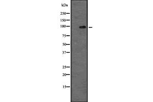 Western blot analysis of MAP4K5 expression in MOLT4 whole cell lysate ;,The lane on the left is treated with the antigen-specific peptide. (MAP4K5 Antikörper  (Internal Region))