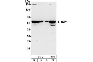 Western Blotting (WB) image for anti-E2F Transcription Factor 4, P107/p130-Binding (E2F4) (AA 363-413) antibody (ABIN7454807)