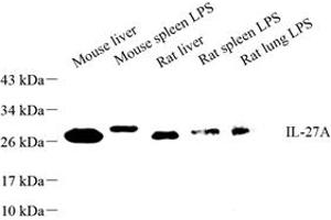 Western blot analysis of IL-27A (ABIN7074366) at dilution of 1: 500