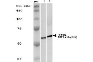 Western Blot analysis of Human A431 and HEK293 cell lysates showing detection of TCP1 alpha protein using Rat Anti-TCP1 alpha Monoclonal Antibody, Clone 91a . (TCP1 alpha/CCTA Antikörper  (C-Term) (PerCP))
