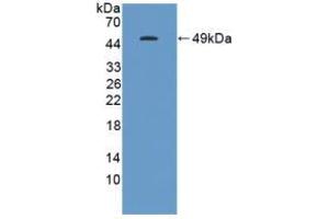 Western blot analysis of recombinant Human GKN1. (Gastrokine 1 Antikörper  (AA 22-199))