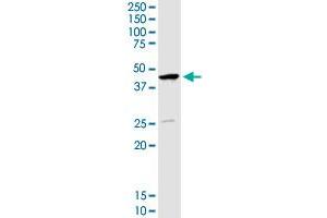 SERPINB1 MaxPab rabbit polyclonal antibody. (SERPINB1 Antikörper  (AA 1-379))