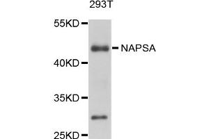 Western blot analysis of extracts of 293T cells, using NAPSA antibody. (NAPSA Antikörper)