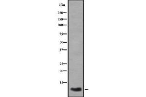 Western blot analysis GROγ using A549 whole cell lysates (CXCL3 Antikörper  (C-Term))