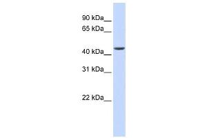 Western Blotting (WB) image for anti-ELAC1 (ELAC1) antibody (ABIN2458579) (ELAC1 Antikörper)