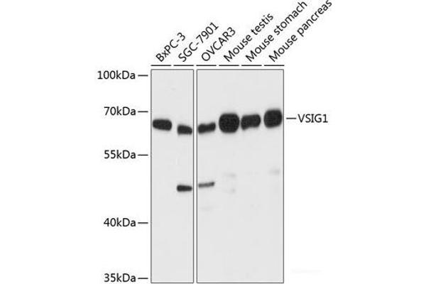 VSIG1 Antikörper