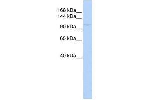 Western Blotting (WB) image for anti-Zinc Finger and BTB Domain-Containing Protein 11 (ZBTB11) antibody (ABIN2458360) (ZBTB11 Antikörper)