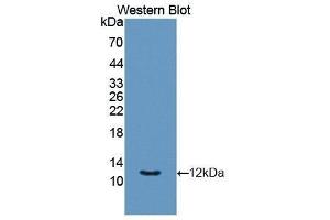 Western Blotting (WB) image for anti-Chemokine (C-X-C Motif) Ligand 11 (CXCL11) antibody (ABIN1861637)