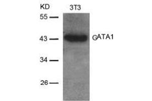 Image no. 2 for anti-GATA Binding Protein 1 (Globin Transcription Factor 1) (GATA1) (AA 140-144) antibody (ABIN197169) (GATA1 Antikörper  (AA 140-144))