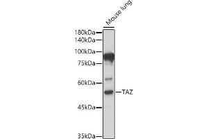 Western blot analysis of extracts of Mouse lung, using TAZ antibody (ABIN6130800, ABIN6150278, ABIN6150279 and ABIN6224227) at 1:500 dilution. (WWTR1 Antikörper  (AA 1-230))