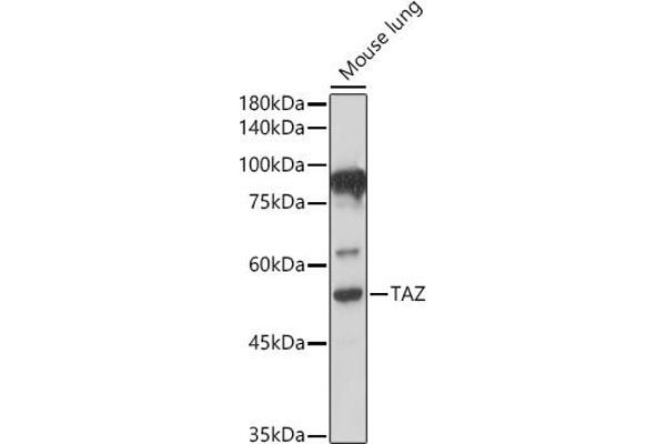 WWTR1 Antikörper  (AA 1-230)