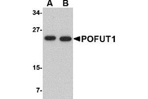 Western Blotting (WB) image for anti-Protein O-Fucosyltransferase 1 (POFUT1) (N-Term) antibody (ABIN1031521) (POFUT1 Antikörper  (N-Term))