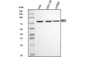 Western blot analysis of BRD3 using anti-BRD3 antibody (ABIN7603025).