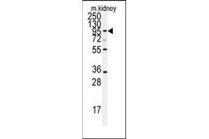 Western blot analysis of anti-ADAM9 Antibody (N-term) in mouse kidney tissue lysates (35ug/lane).